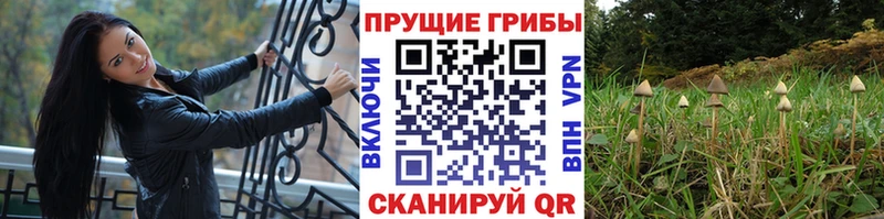 Псилоцибиновые грибы Magic Shrooms  даркнет сайт  Кулебаки 